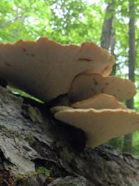 Polyporus squamosus image