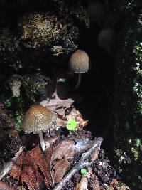 Coprinellus micaceus image