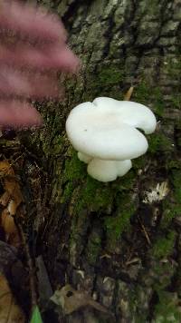 Pleurotus pulmonarius image