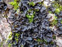 Collema subflaccidum image