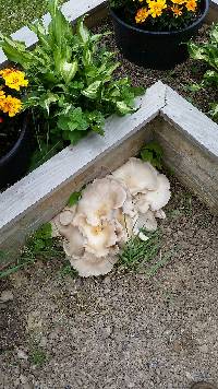 Pleurotus ostreatus image