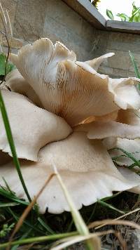 Pleurotus ostreatus image