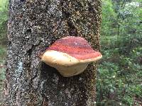 Fomitopsis pinicola image