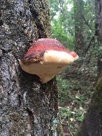 Fomitopsis pinicola image