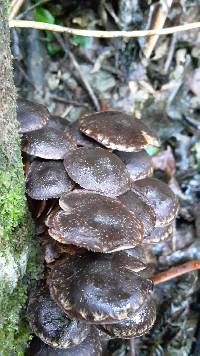 Hypholoma brunneum image