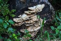 Trametes versicolor image