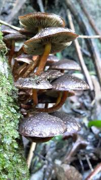 Hypholoma brunneum image