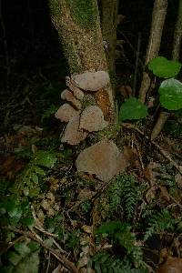 Auricularia cornea image