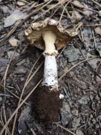 Amanita ocreata image