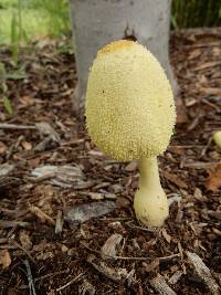 Leucocoprinus birnbaumii image