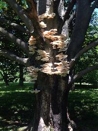 Pleurotus ostreatus image