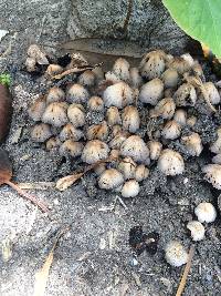 Coprinellus micaceus image