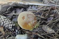 Boletus auripes image