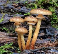 Armillaria limonea image