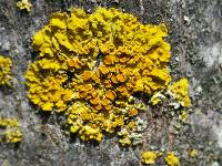 Xanthoria parietina var. parietina image