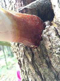 Ganoderma tsugae image