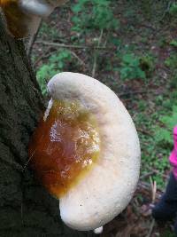 Ganoderma tsugae image