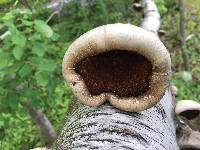 Fomitopsis betulina image