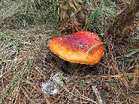 Amanita muscaria image