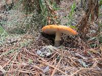 Amanita muscaria image