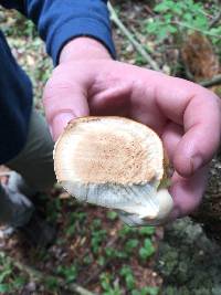 Ganoderma tsugae image