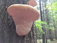 Ganoderma tsugae image