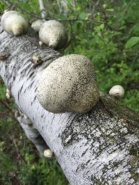 Fomitopsis betulina image