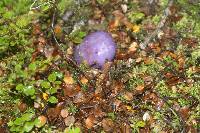 Cortinarius porphyroideus image