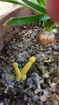 Leucocoprinus birnbaumii image