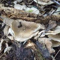 Clitocybe nebularis image