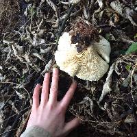 Clitocybe nebularis image