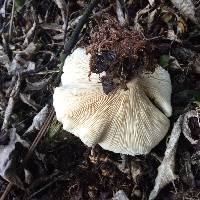 Clitocybe nebularis image