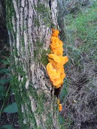 Tremella mesenterica image