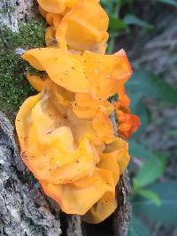 Tremella mesenterica image