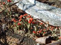 Cladonia cristatella image