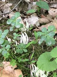 Clavaria fragilis image