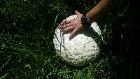 Calvatia booniana image