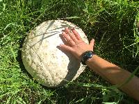 Calvatia booniana image