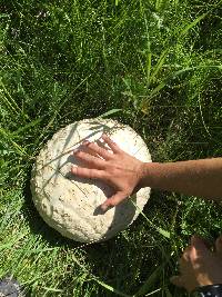 Calvatia booniana image