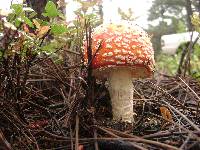 Amanita muscaria image