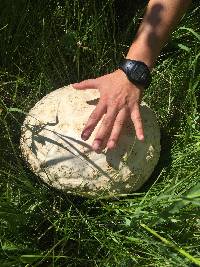 Calvatia booniana image