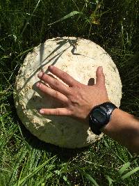 Calvatia booniana image