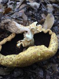 Agaricus augustus image