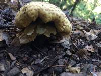 Agaricus augustus image