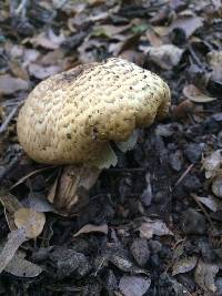 Agaricus augustus image