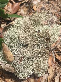 Cladonia evansii image