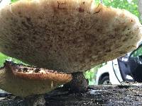 Polyporus squamosus image