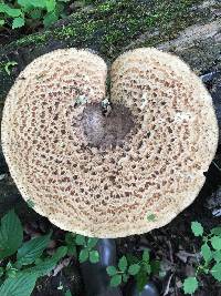 Polyporus squamosus image