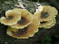 Polyporus squamosus image