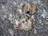 Umbilicaria muehlenbergii image